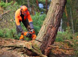 Best Tree Cabling and Bracing  in Decherd, TN